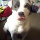 tengo 8 años american pitbull